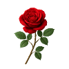 Elegant Red Rose