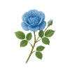 Mystic Blue Rose