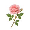 Delicate English Rose Blossom
