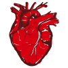 Anatomical heart in red