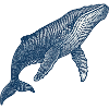 Stylised Blue Whale Illustration