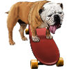 Playful bulldog on skateboard