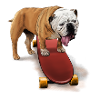 Cute bulldog on skateboard