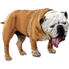 Humorous bulldog print