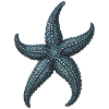 Detailed Blue Starfish Illustration