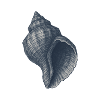 Elegant Nautical Shell Illustration