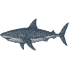 Deep Sea Shark Illustration