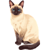 Siamese Cat Sitting Cat Lover