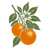 Oranges - fresh fruits - fruit gift