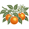 Oranges - fresh fruits - fruit gift