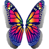 Rainbow Butterfly Wings