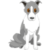 Border Collie Side Eye