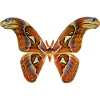 Papillon