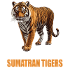 Sumatran tiger