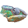 Bunte Chamäleon Illustration