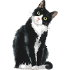 Black And White Cat