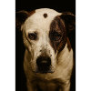 Mon copain chien