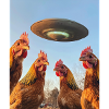 Poulets Selfie OVNI