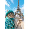 Stylish cats in Paris in winter