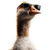 Gås Sød Gås Kyllinger Gås Kylling And Små gæs