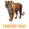 Sumatra-Tiger
