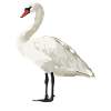 Schwäne Schwan