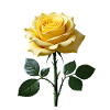 Yellow Rose on Green Leaves