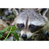 Raccoon