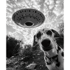 Dalmatian Selfie UFO