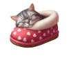 Cat kitten sleeping in shoe