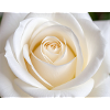 Sleek White Rose for Printing