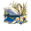 Swans Swan
