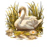 Swans Swan
