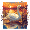 Swans Swan