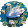 Cygnes Cygne
