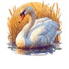 Swans Swan