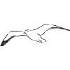 Bird Design
