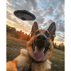 German Shepherd Selfie with UFO