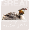 Great crested grebe
