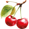 Cherries on leaves