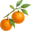 Orange branch with ripe fruit