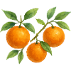 Fruity orange branch