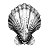 Stunning shell illustration