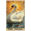 Swans Swan