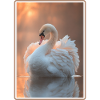 Swans Swan