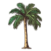 Palm tree
