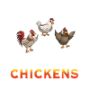 Humorous Chicken Illustration Statement