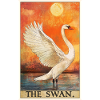Swans Swan