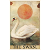 Swans Swan