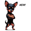No Miniature Pinscher Pinscher Pinscher Owner
